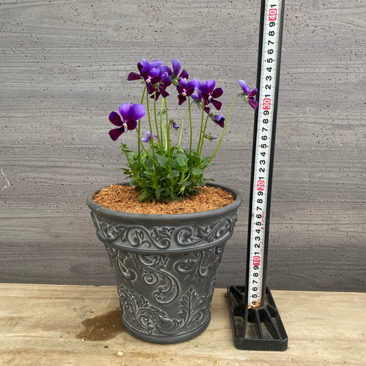 ビオラ 黒陶器鉢