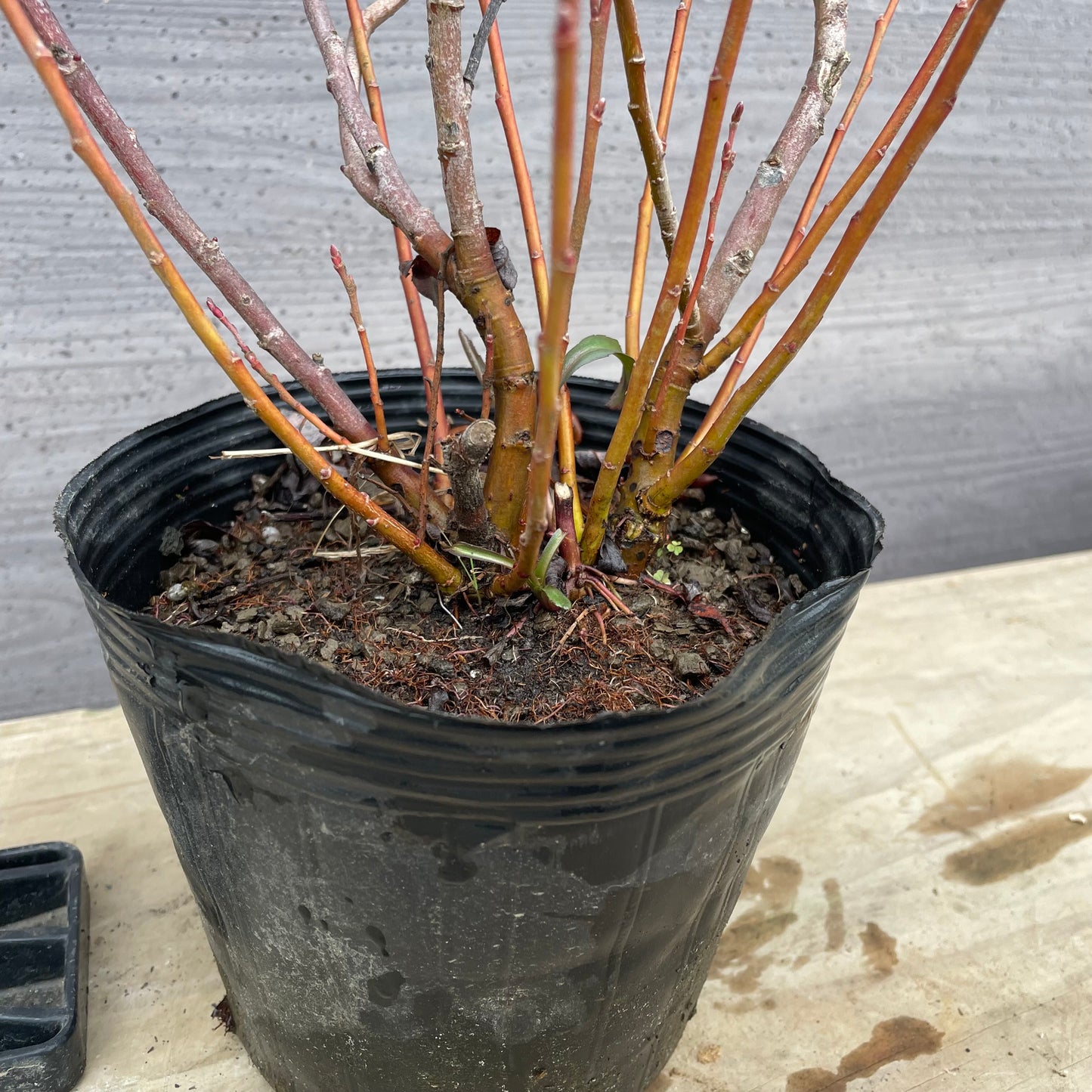 No.27006 ネコヤナギ 5号苗ポット