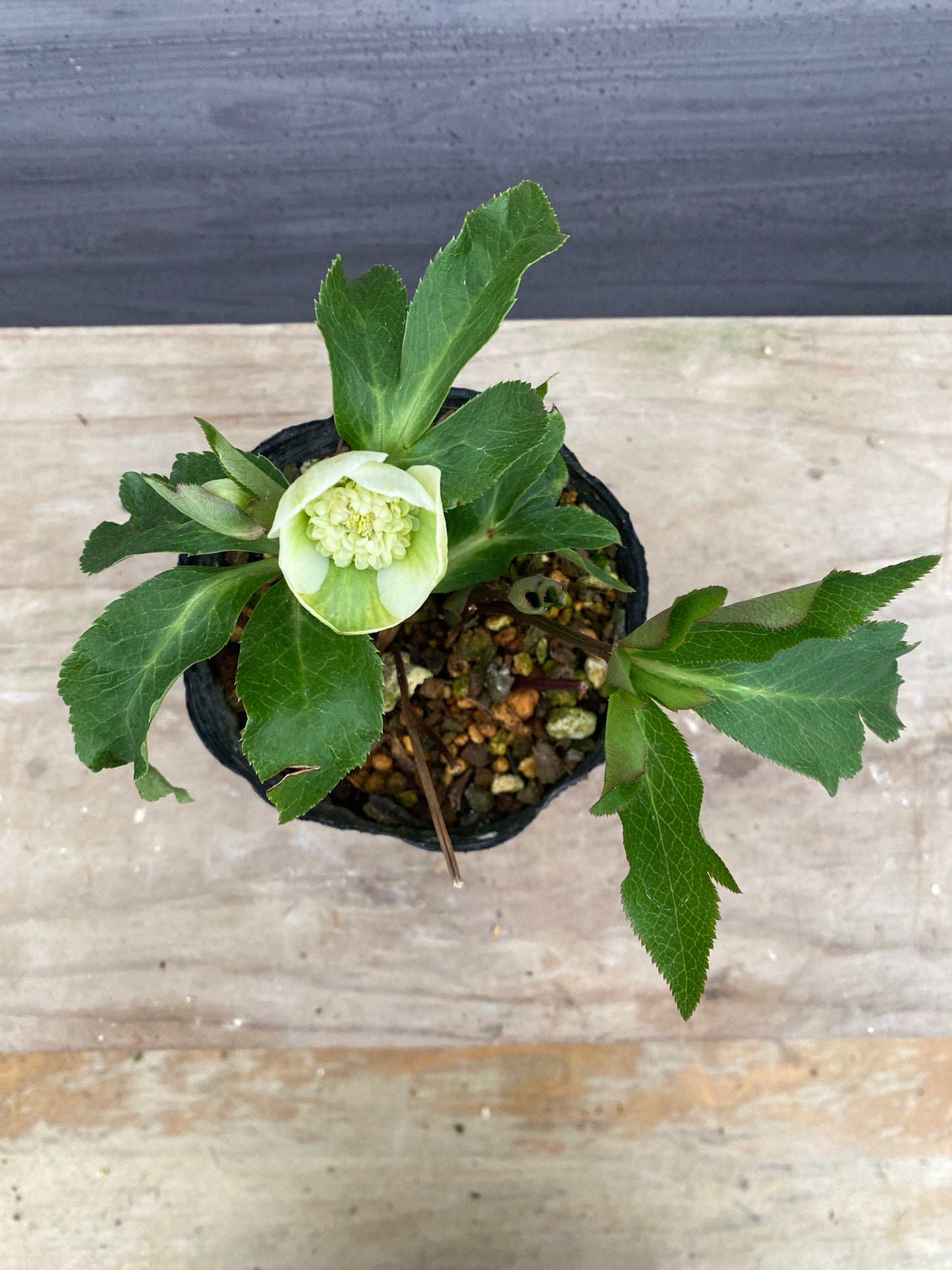 No.05121 横山園芸★クリスマスローズ プリマドレス 5号苗ポット