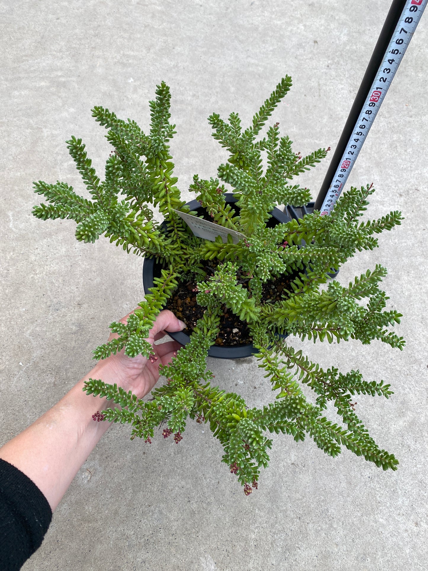 No.28042 グレビレア ラニゲラ 6号鉢