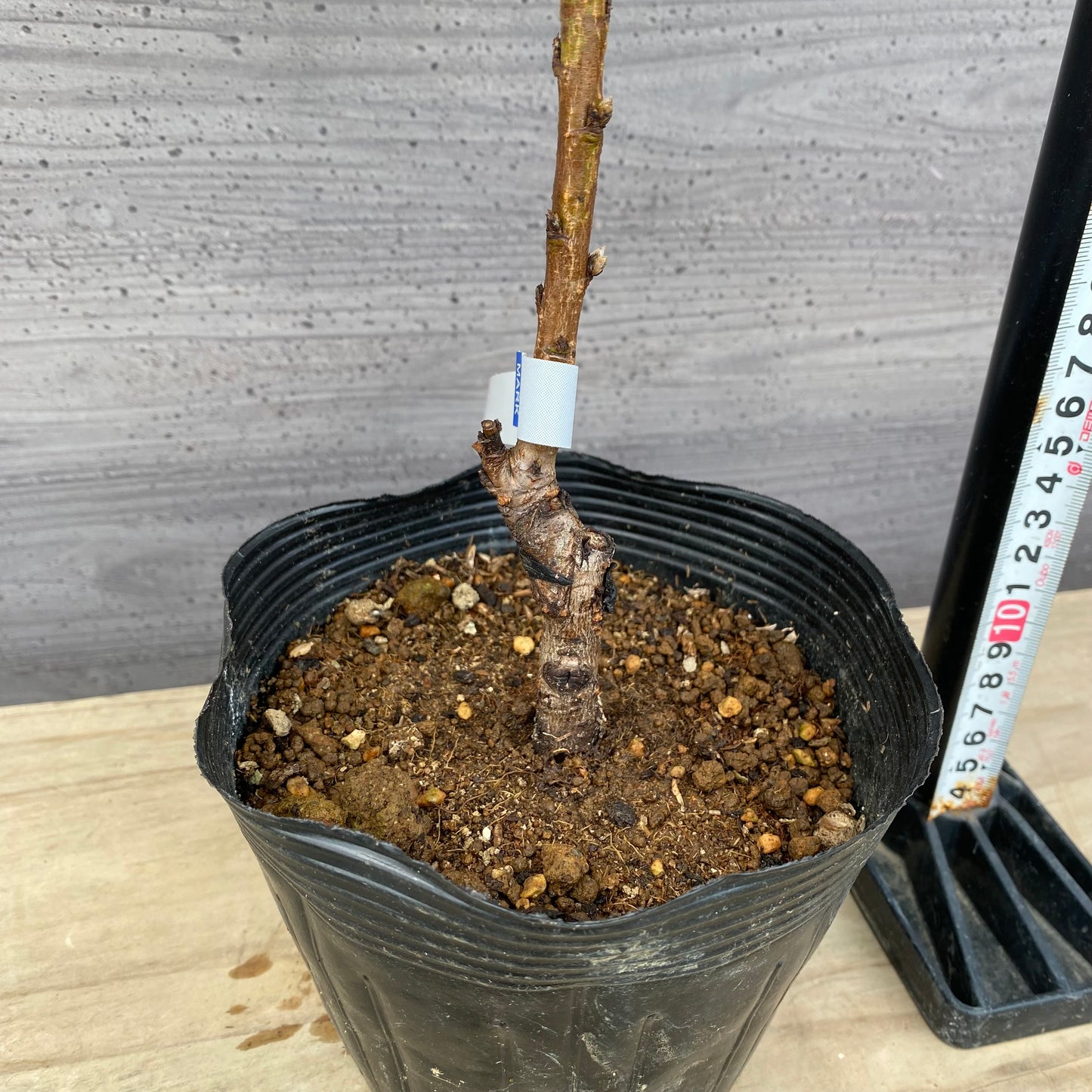 矮性桃 みきドワーフ 5号苗ポット ★1本で結実します