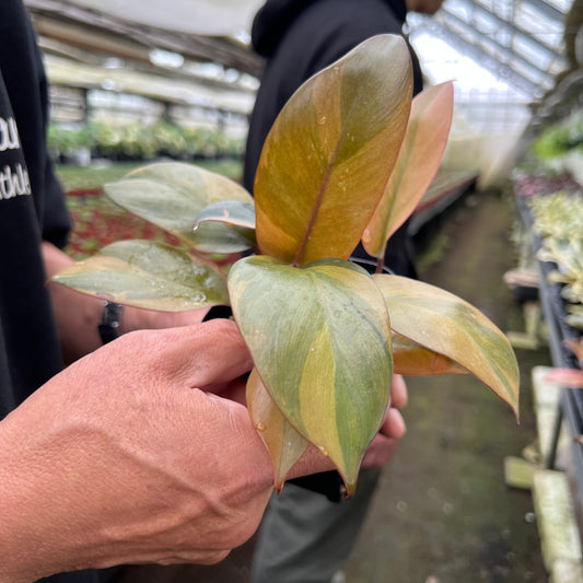 URBAN JUNGLE特集★U38 フィロデンドロン ブラックカーディナル斑入り 2号鉢