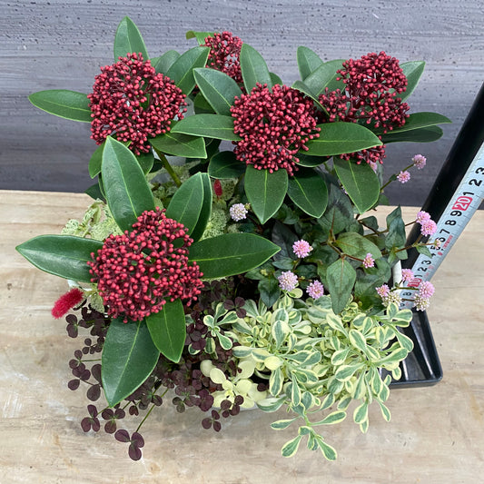 寄せ植えP 手つきポット白