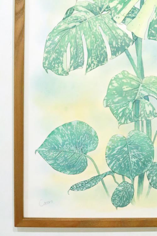 原画★モンステラ タイコンステレーション 50×25cm