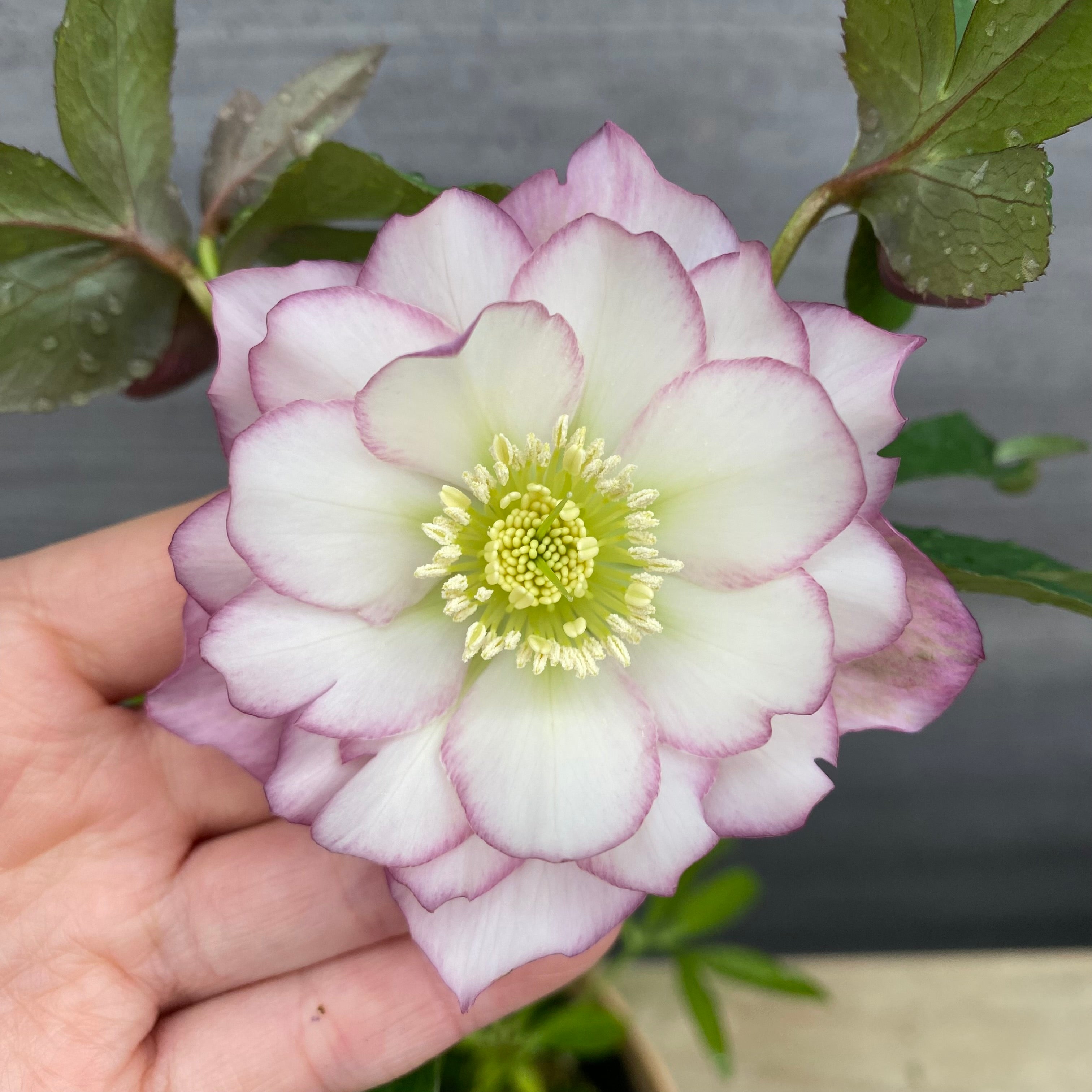 即売会 No.27068 クリスマスローズ ダブル咲き 5号鉢 – 植物家族