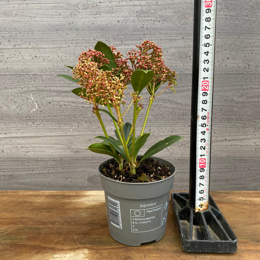 市場仕入れ即売会 No.25073 深山スキミア ピンクドワーフ 3号鉢