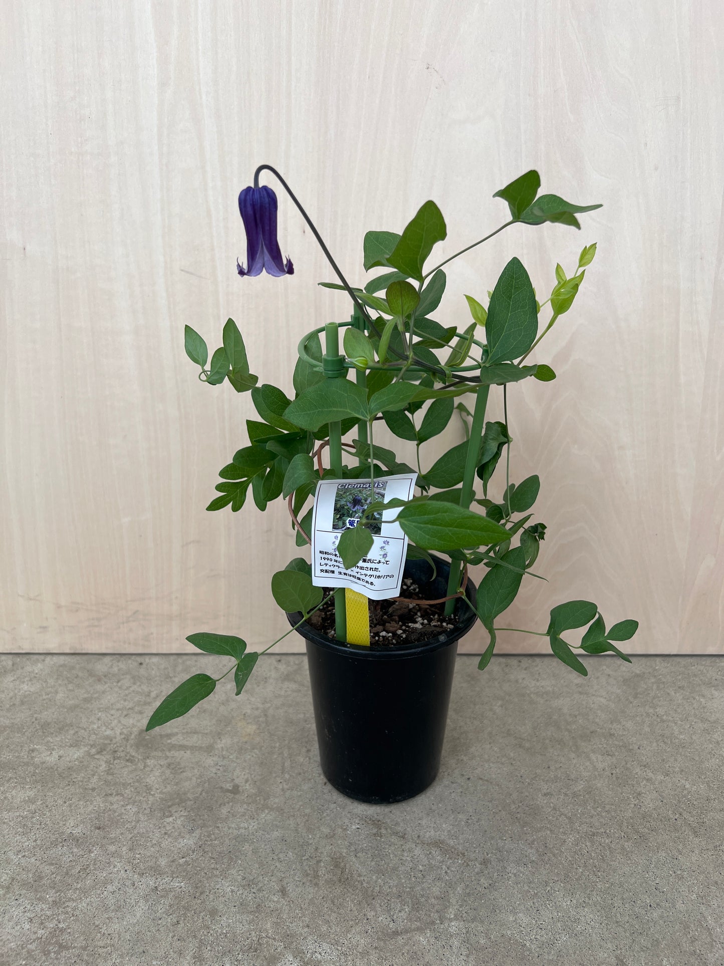クレマチス 篭口 4号鉢