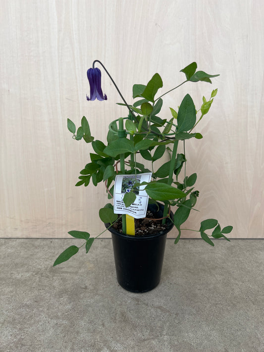 クレマチス 篭口 4号鉢