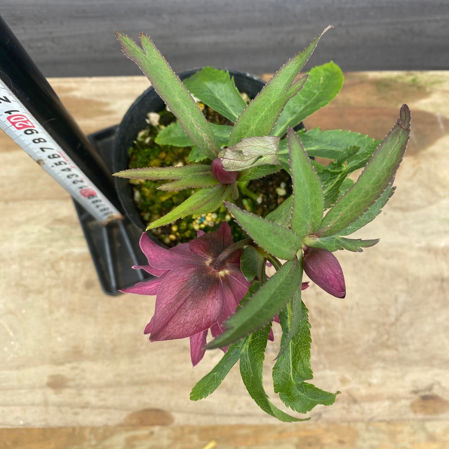 No.09040 クリスマスローズ02 4号苗ポット