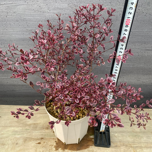 ロフォミルタス マジックドラゴン 6号スリット鉢/オリジナル色