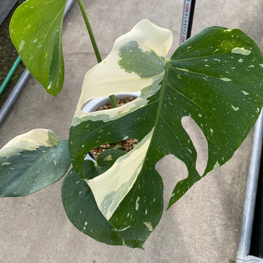 No.18003 モンステラ タイコンステレーション 7号おすすめ白ポット