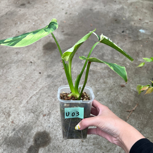 URBAN JUNGLE特集★U03 フィロデンドロン プロマニー