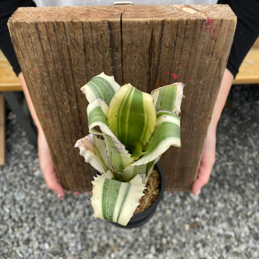 No.26008 ホヘンベルギア Karla 足場板仕立て