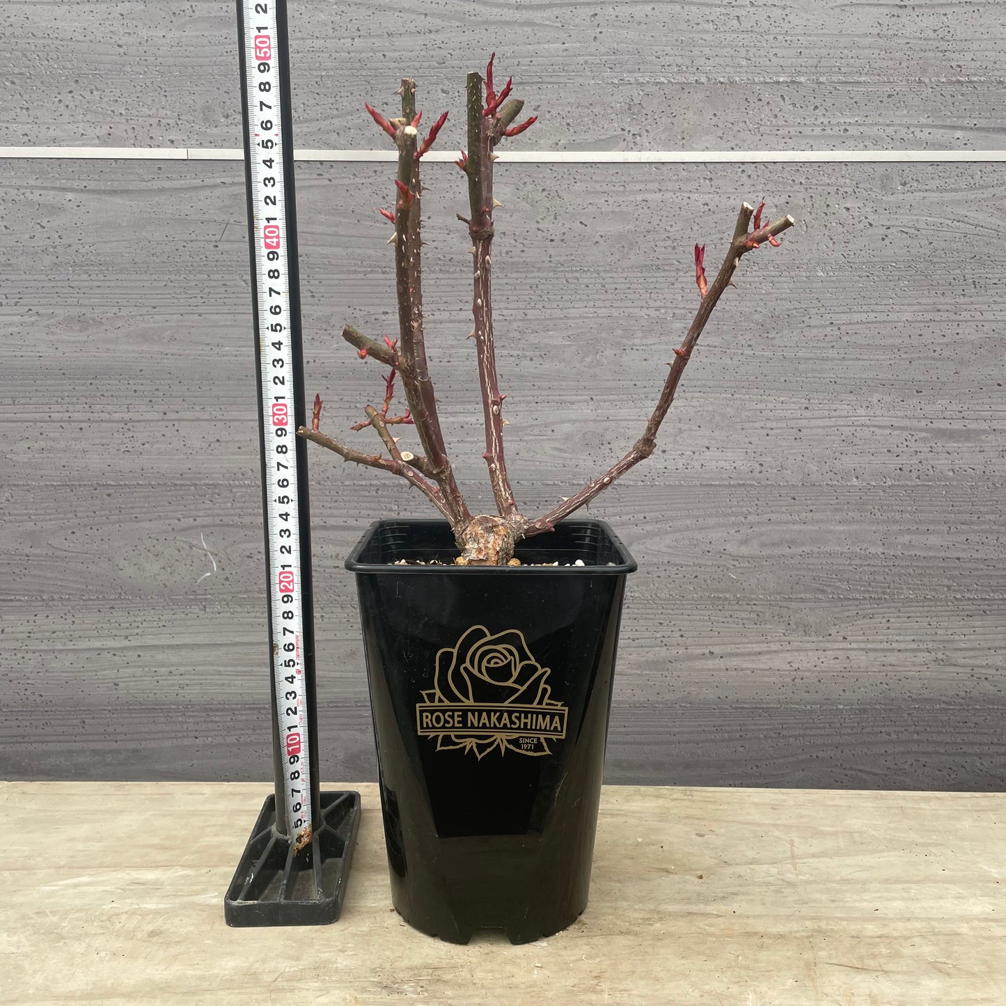 ローズなかしま★フレグランスローズ エマ 5号鉢