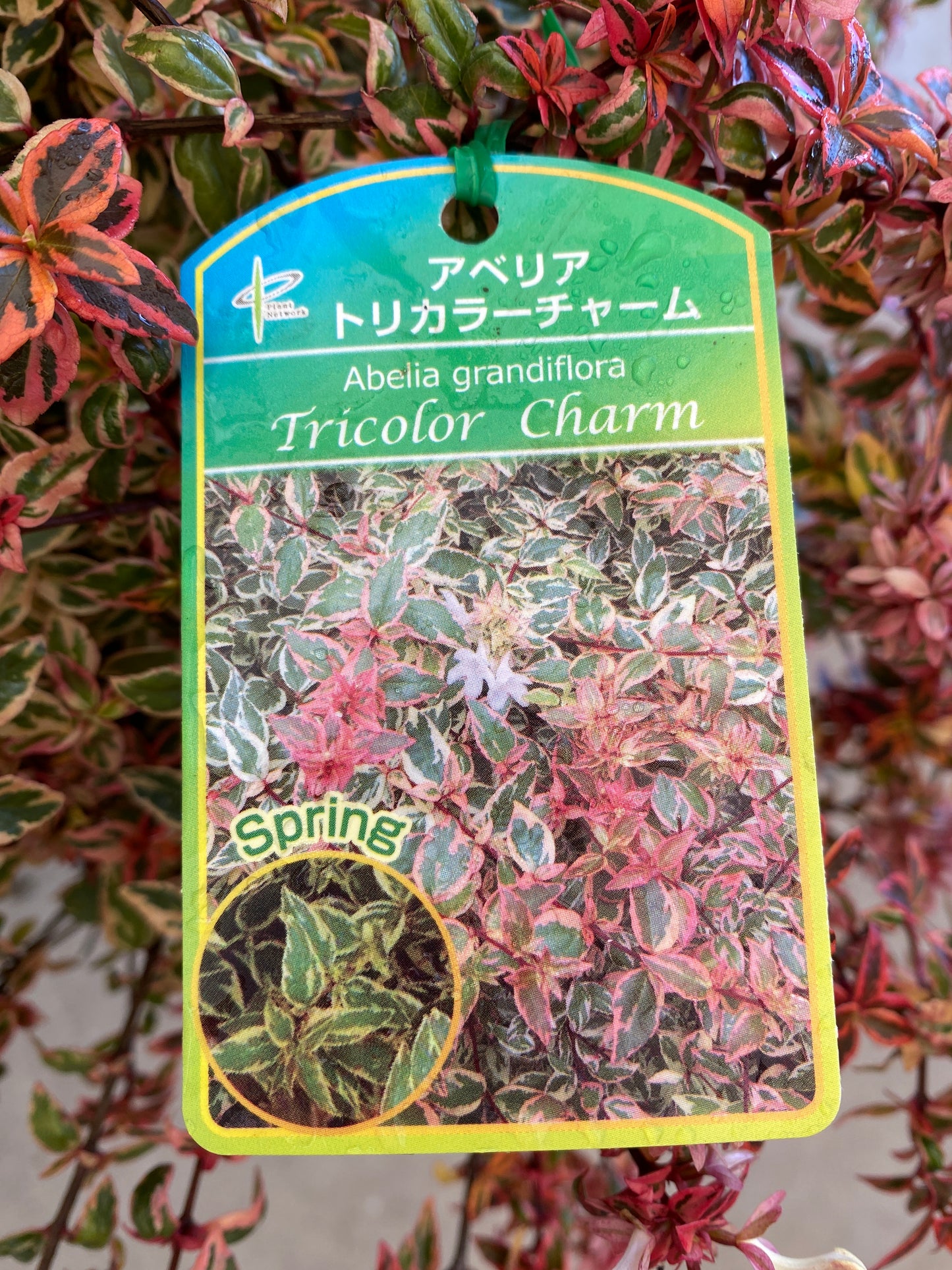 岡本緑花特集 アベリア トリカラーチャーム 7号鉢