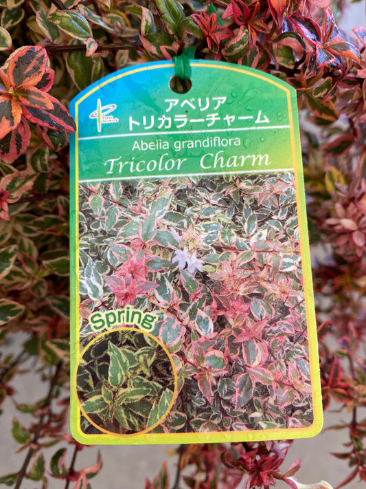 岡本緑花特集 アベリア トリカラーチャーム 7号鉢