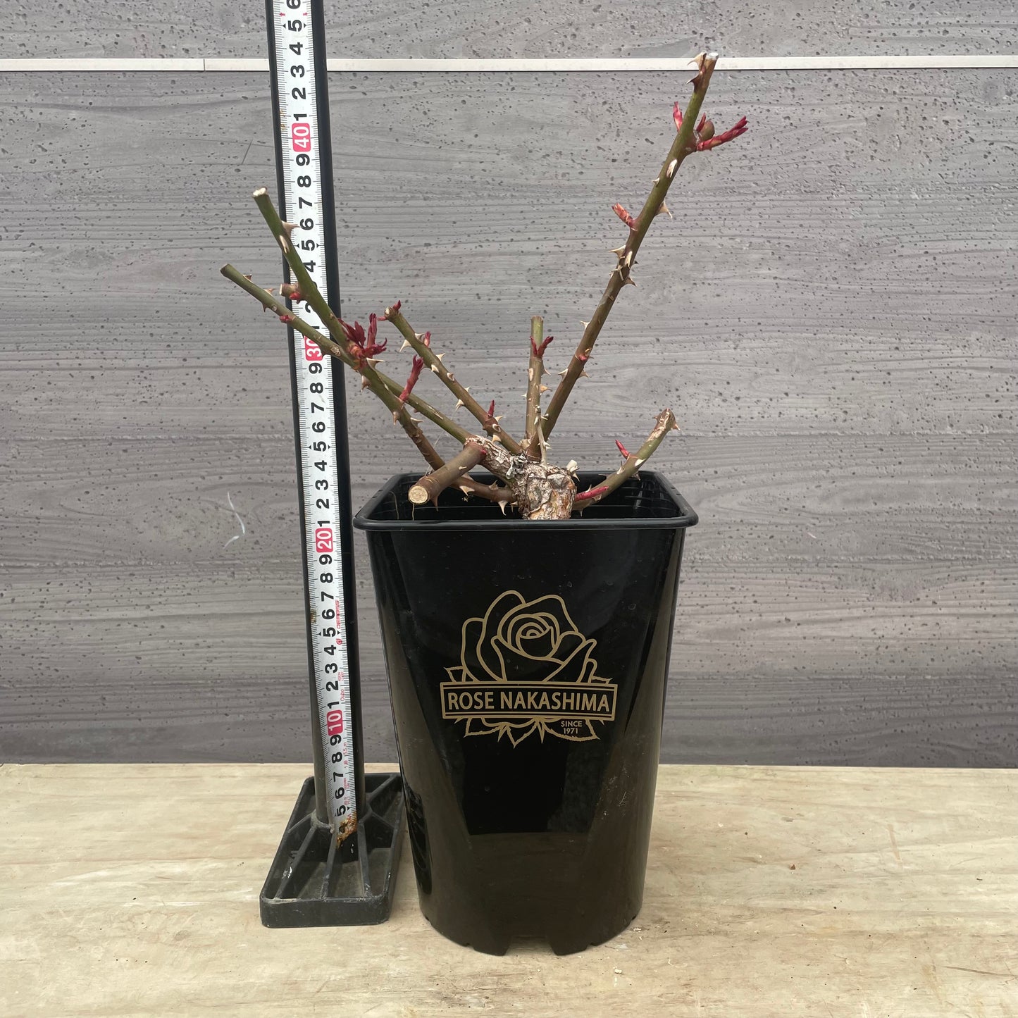 ローズなかしま★フレグランスローズ アリュール 5号鉢