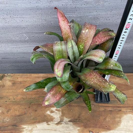 市場仕入れ即売会 No.25027 ビルベルギア テキーラサンセット 3.5号鉢