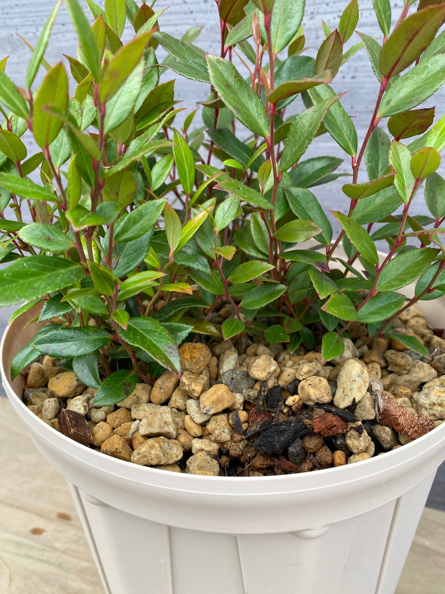 ルコテー リトルフレーム 7号スリット鉢/オリジナル色