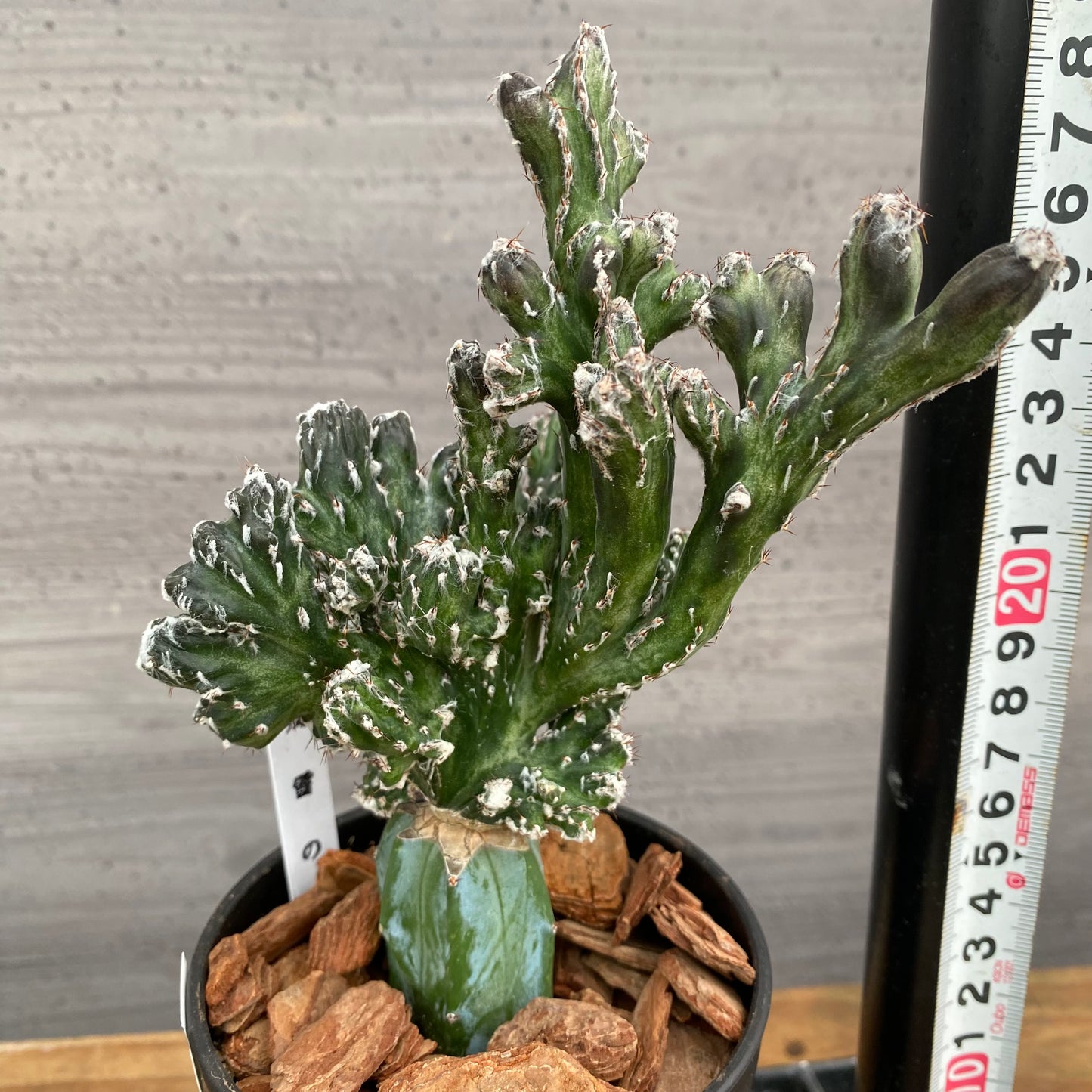 市場仕入れ即売会 No.25062 サボテン接ぎ木H 3号鉢