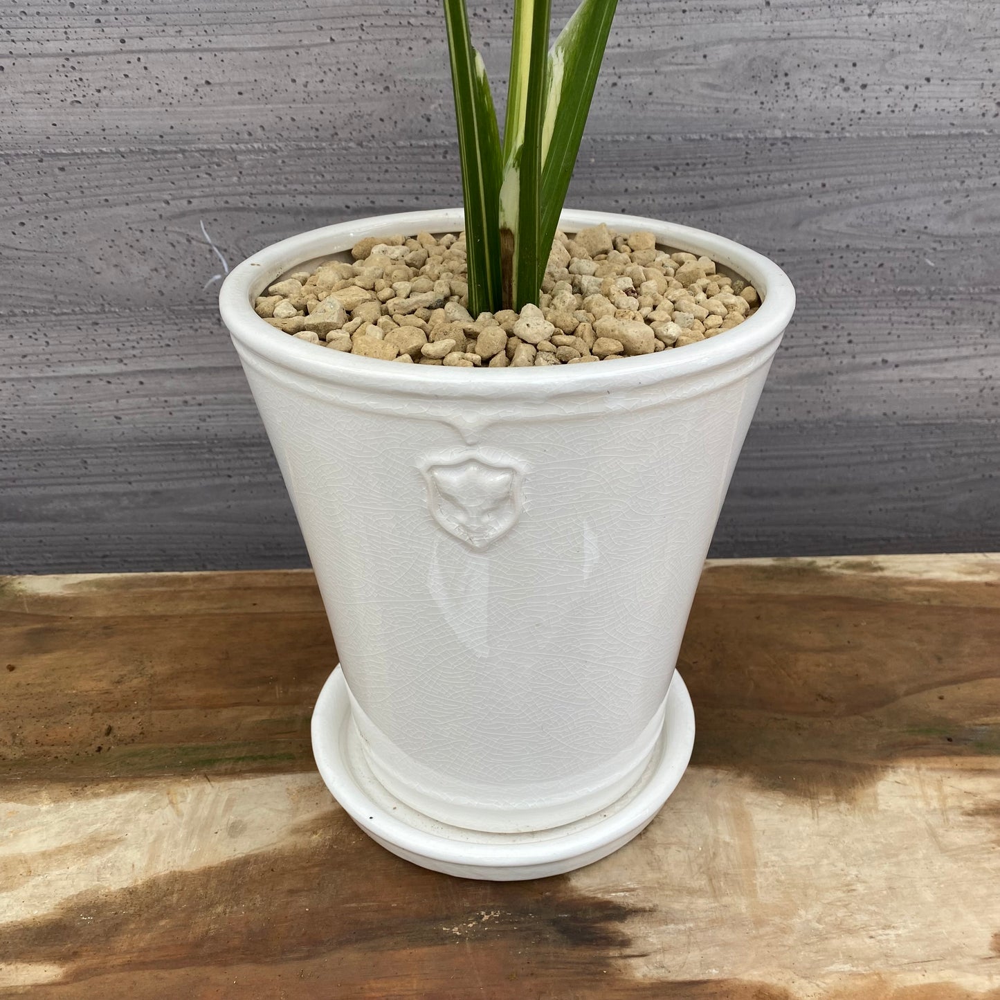 モンステラ タイコンステレーション 花郷園さんオリジナルポット