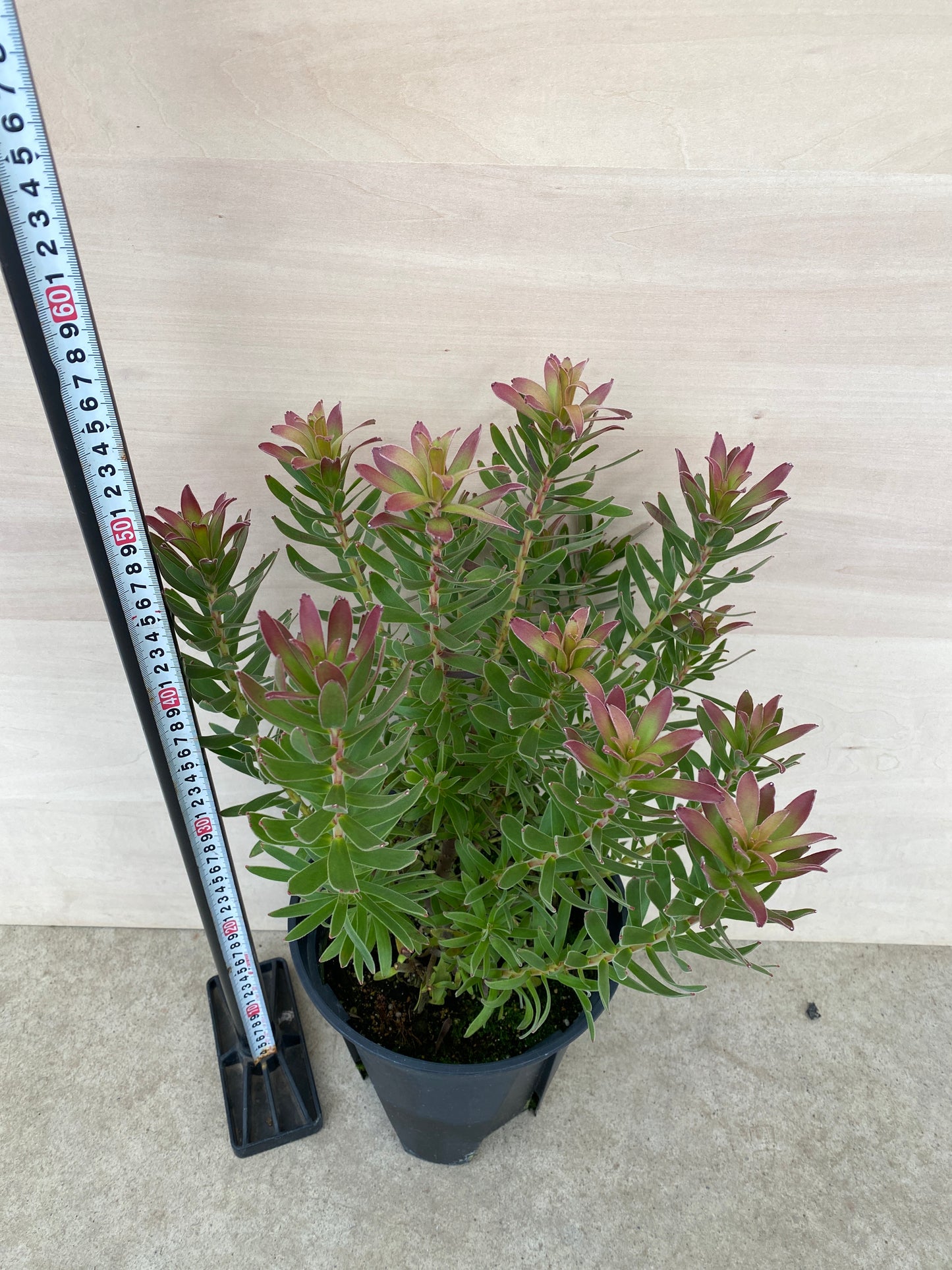 No.19006 ミメティス クラッカージャックレッド 7号鉢