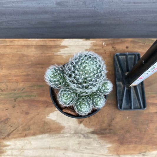 市場仕入れ即売会 No.25057 サボテン接ぎ木C 3号鉢