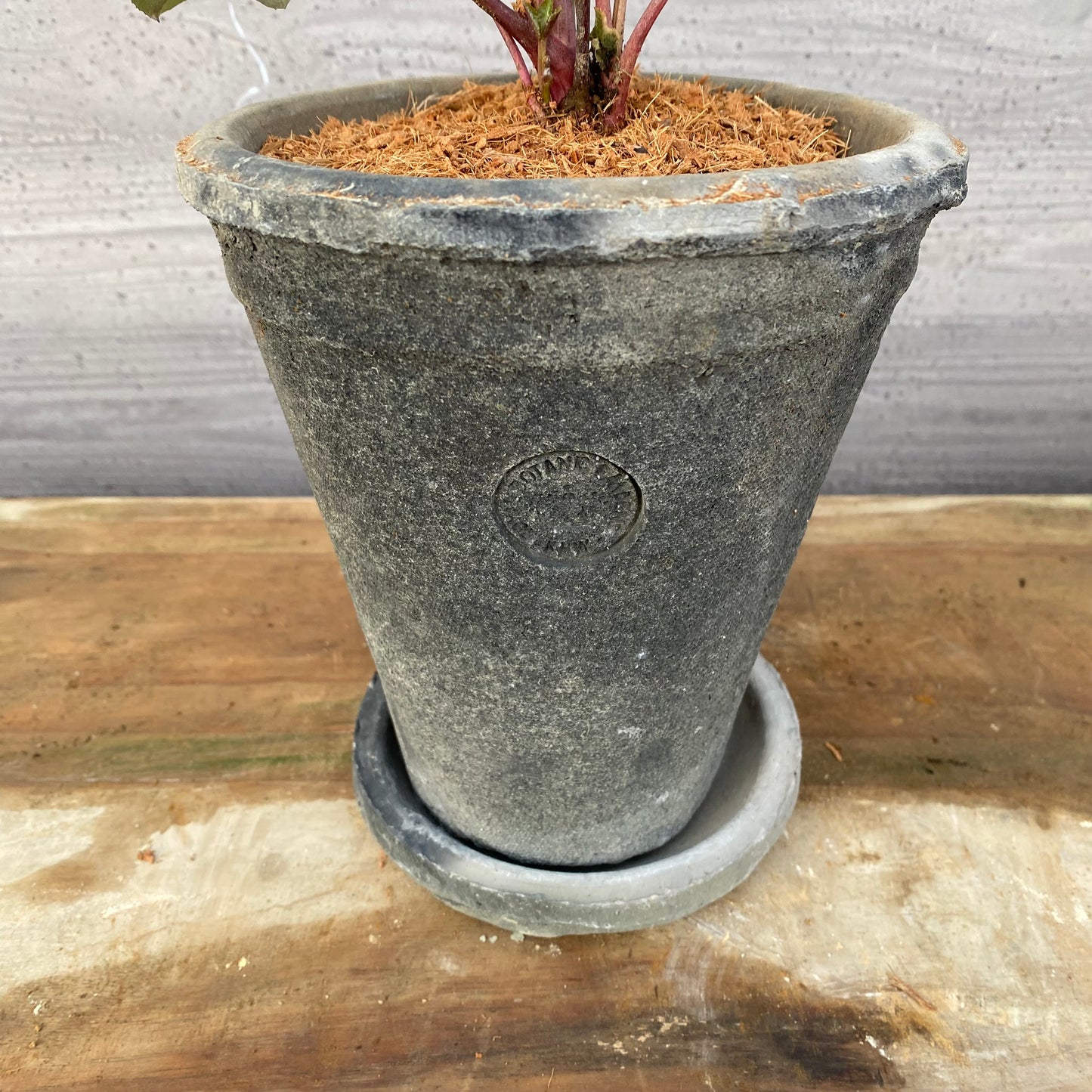 クリスマスローズ リヴィダススレーティリーフ キューガーデンポットグレー