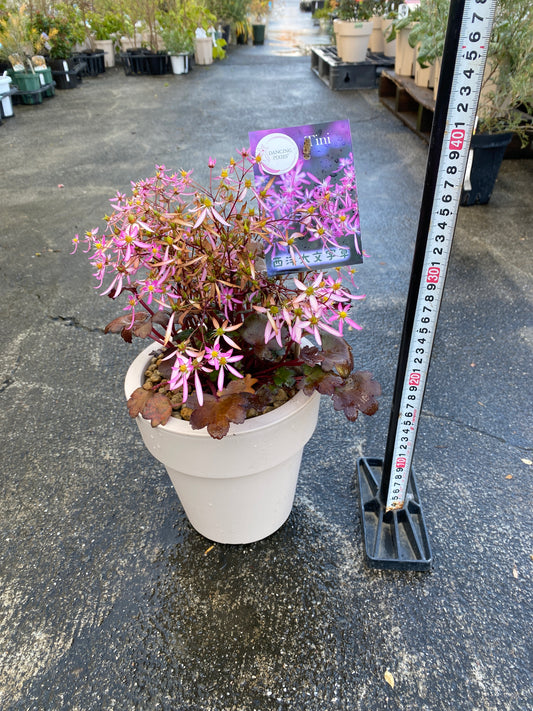 農場創業祭 No.26017 西洋大文字草 チーニ 6号オリジナルベージュポット