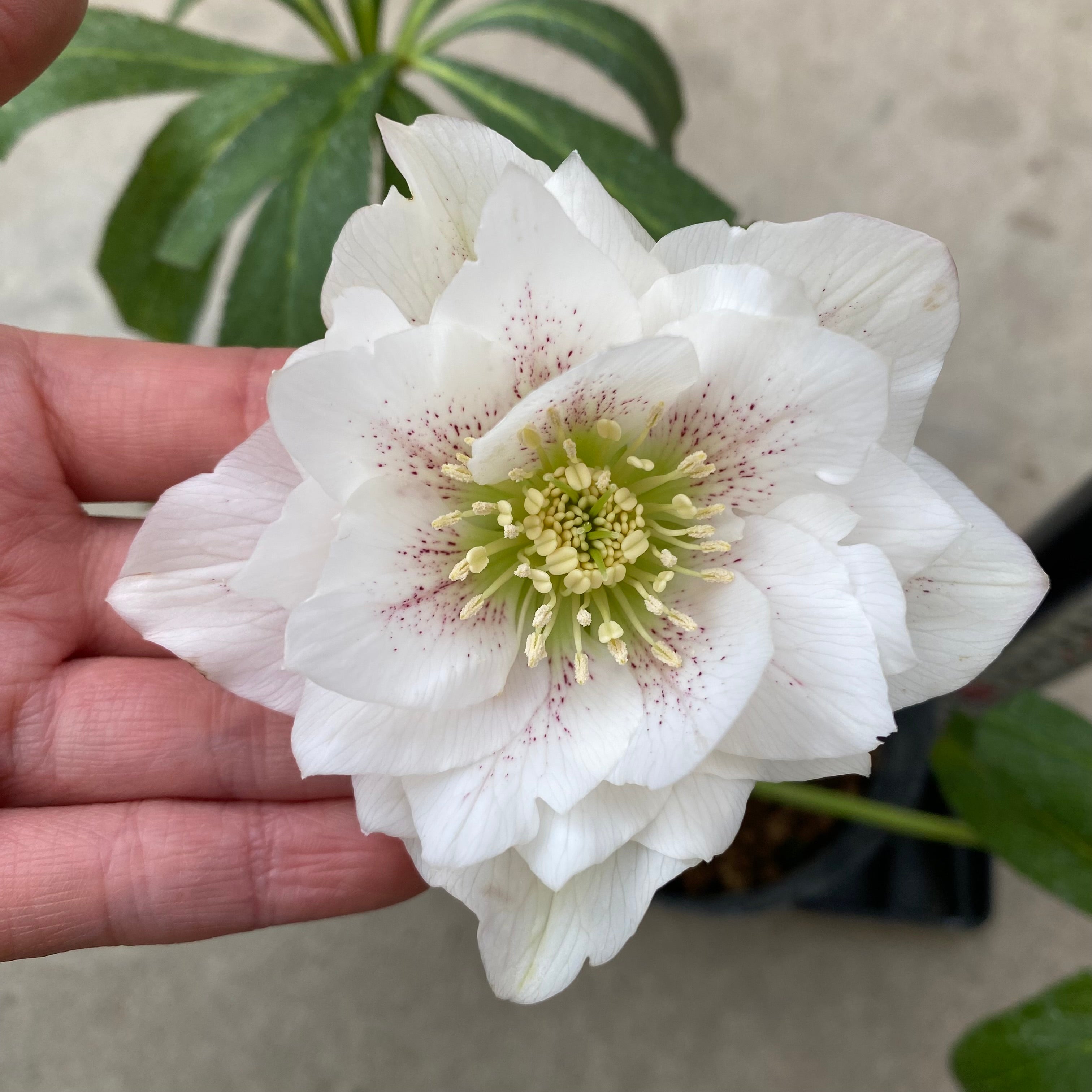 クリスマスローズ13 　開花株　4.5寸ポット苗 クリスマスローズ13 開花株 4.5寸ポット苗