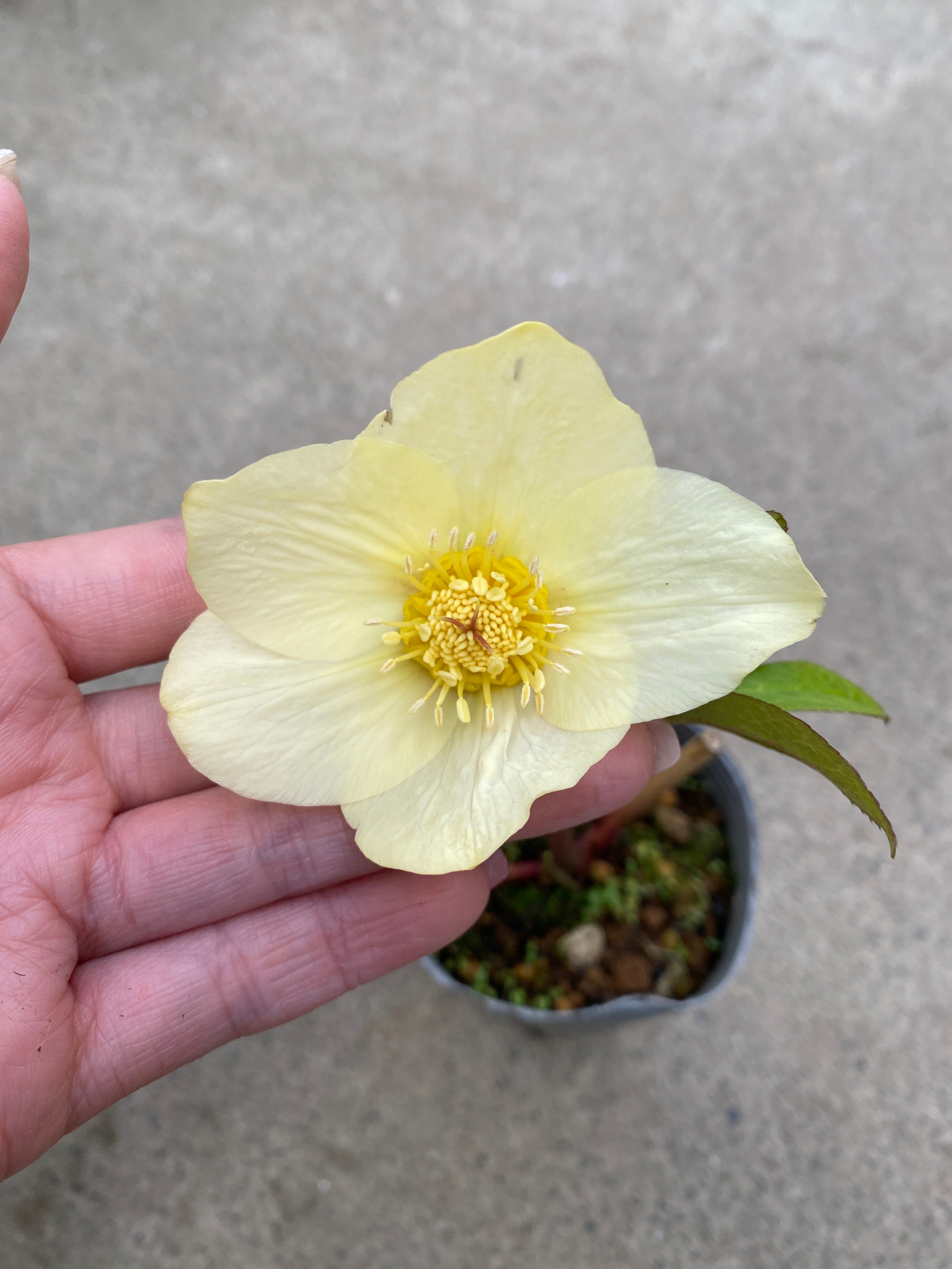 M017 クリスマスローズ シングル 2.5号苗ポット – 植物家族