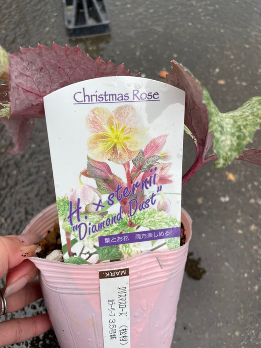 M46 クリスマスローズ ステルニー ダイヤモンドダスト 3.5号苗ポット