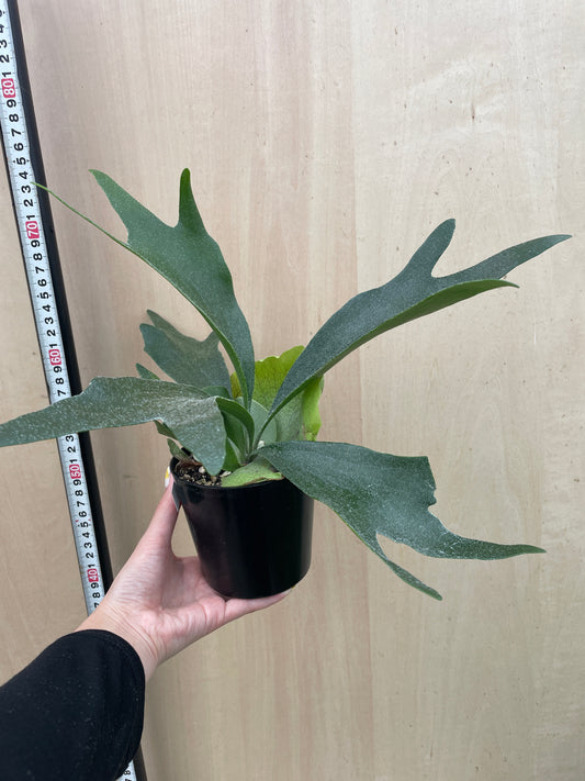 No.27017 コウモリラン 3.5号苗ポット