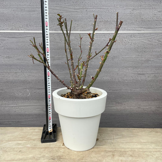 薔薇 ポム 7号おすすめ白ポット