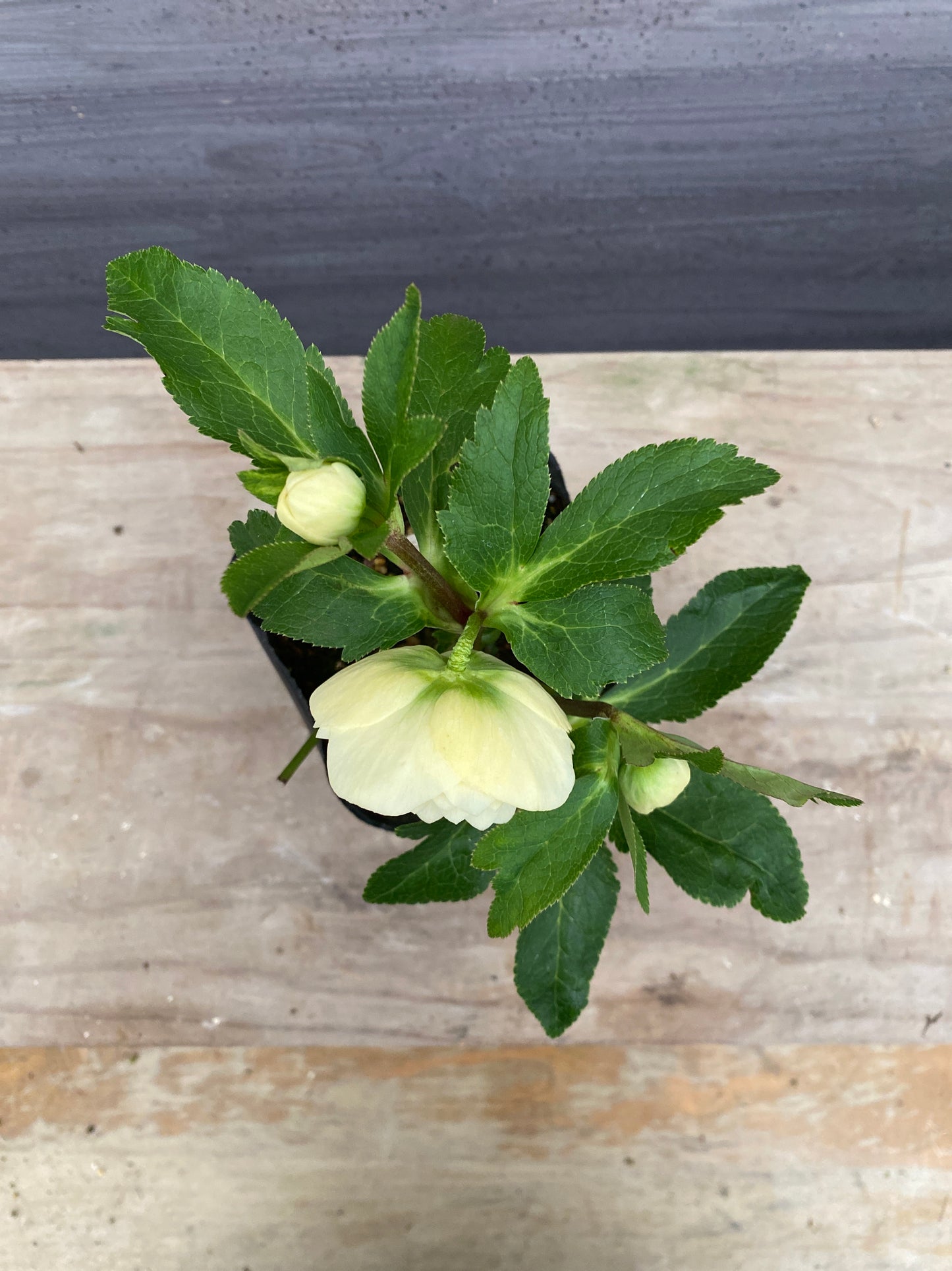 No.05141 横山園芸★クリスマスローズ プリマドレス 5号苗ポット