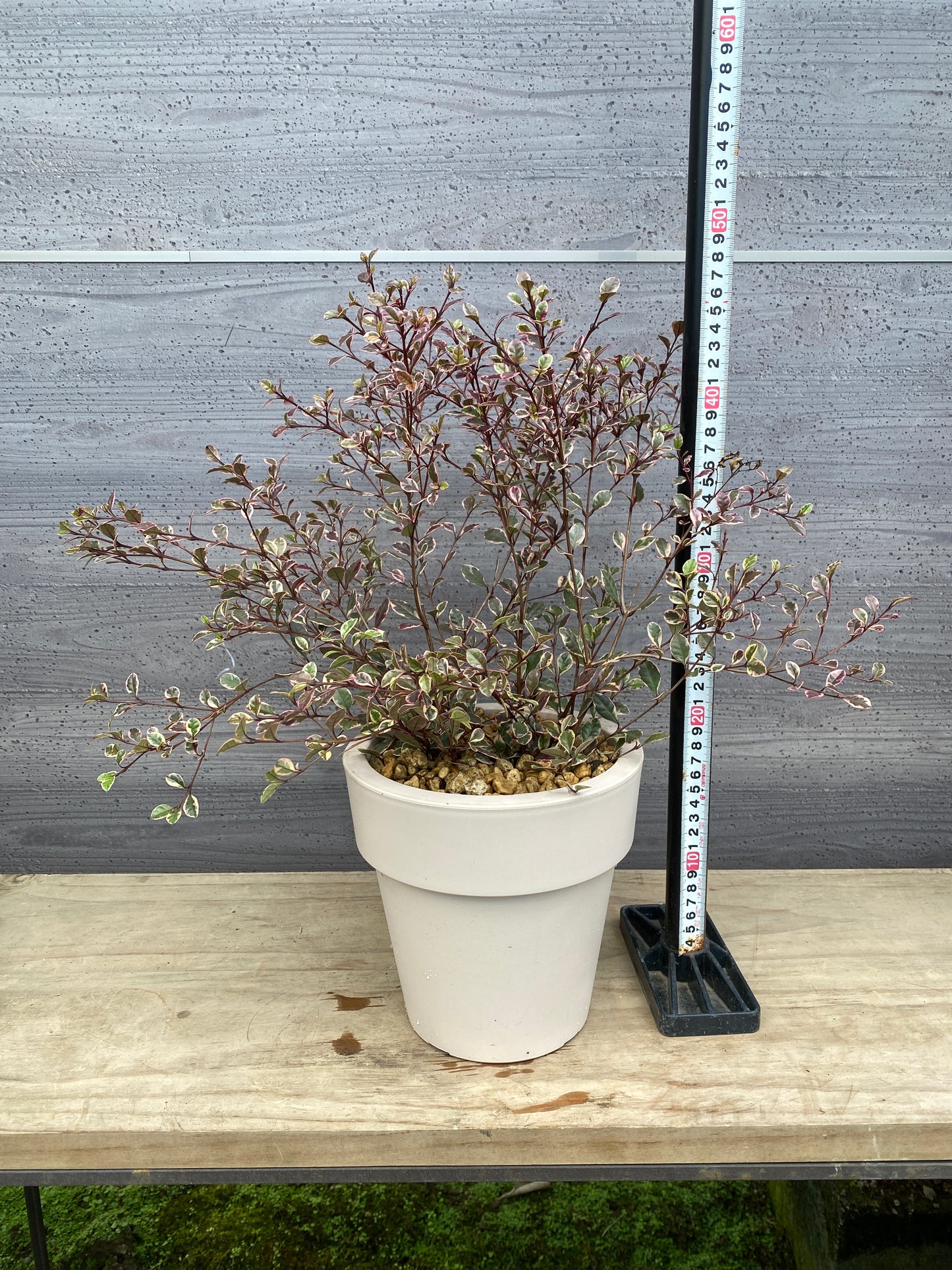 ロフォミルタス マジックドラゴン 6号オリジナルポット