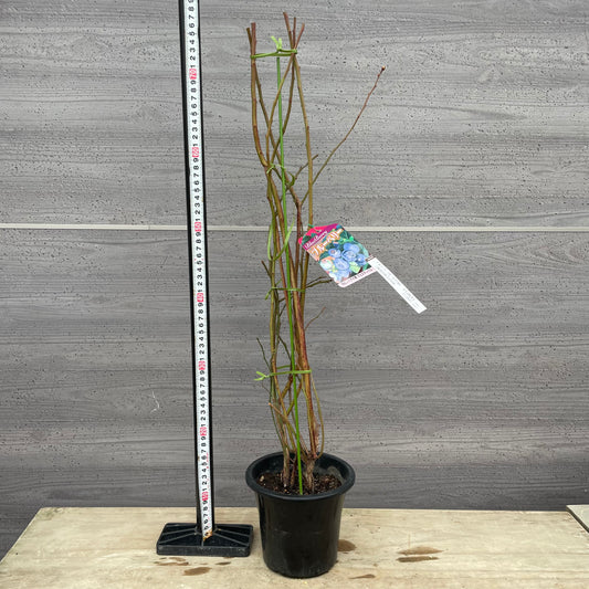 ブルーベリー(ラビットアイ系)2種混合植え 5号鉢