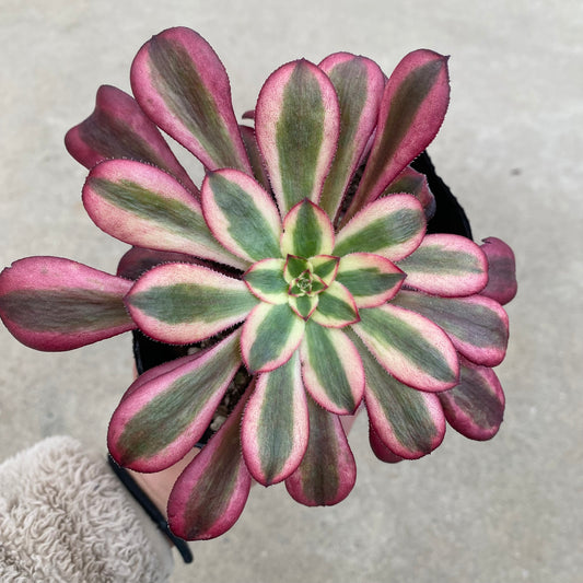 No.17033 アエオニウム シャネル 3.5号苗ポット