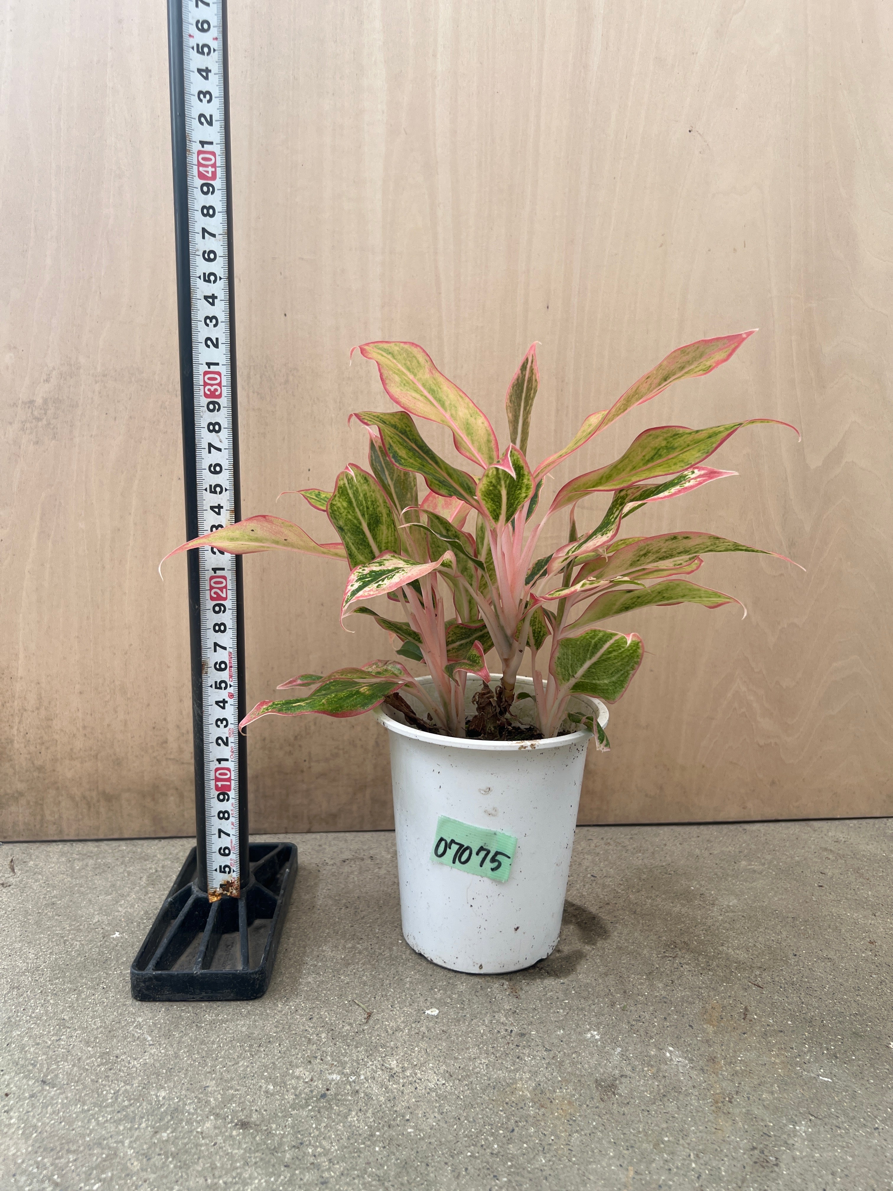 No.07075 アグラオネマ 4号鉢 – 植物家族