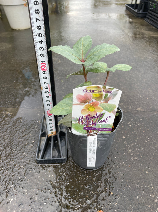 M47 クリスマスローズ リヴィダス スレーティリーフ 3.5号苗ポット