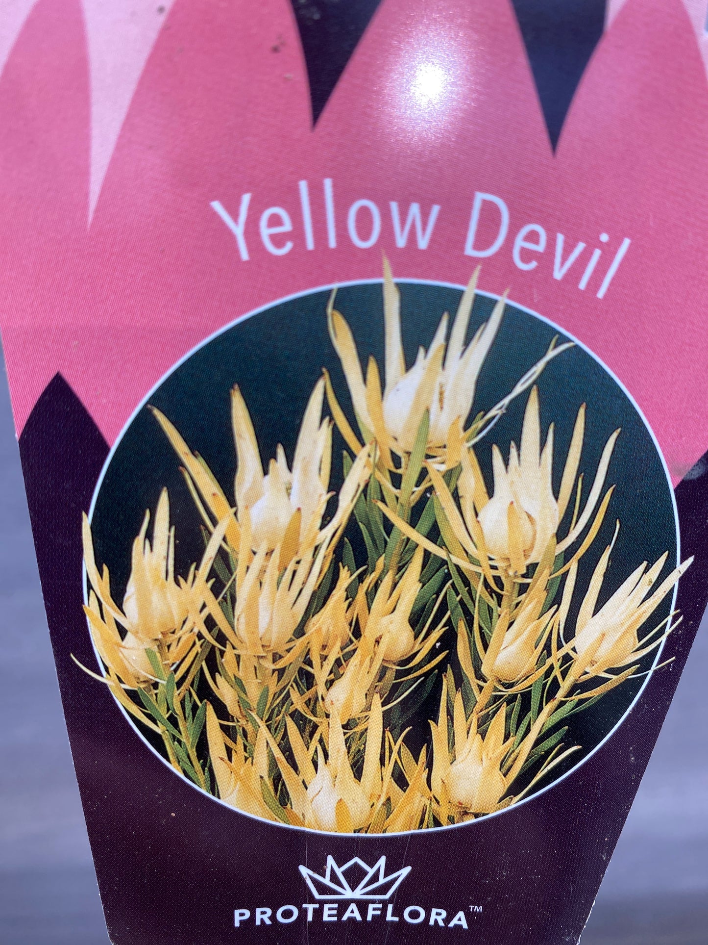 リュウカデンドロン イエローデビル No.3 オリジナルポット