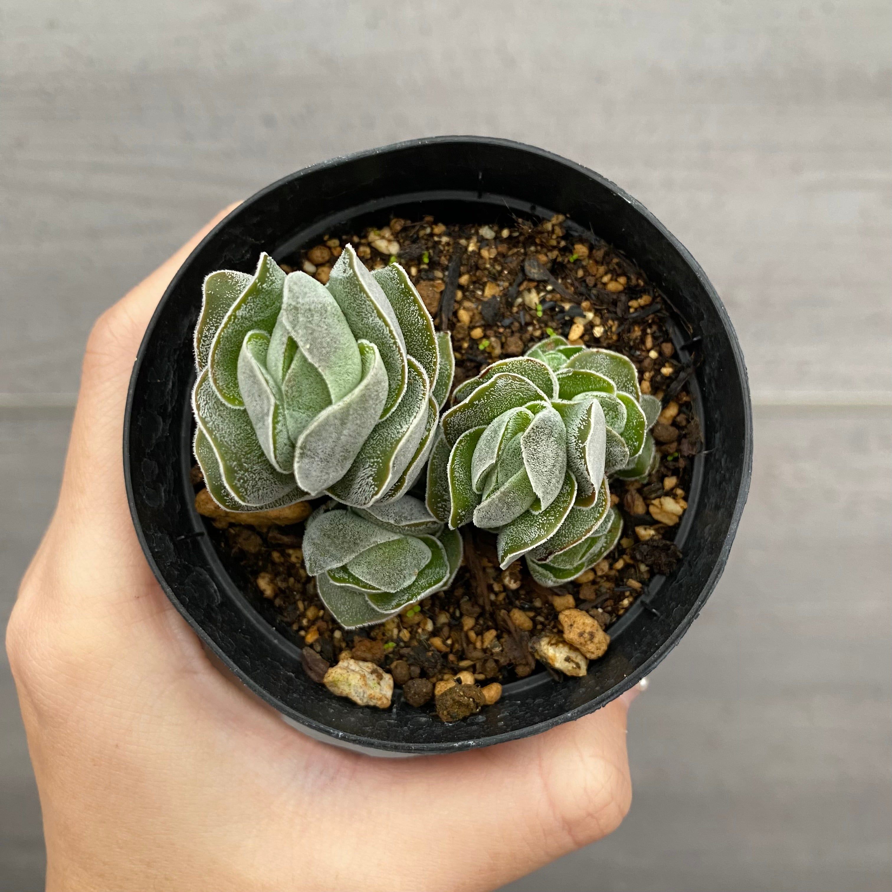 No.03017 クラッスラ アイポリーパゴダ 2号鉢 – 植物家族