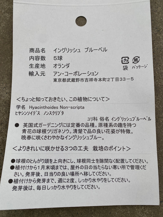 No.21001 球根 イングリッシュブルーベル 10球セット