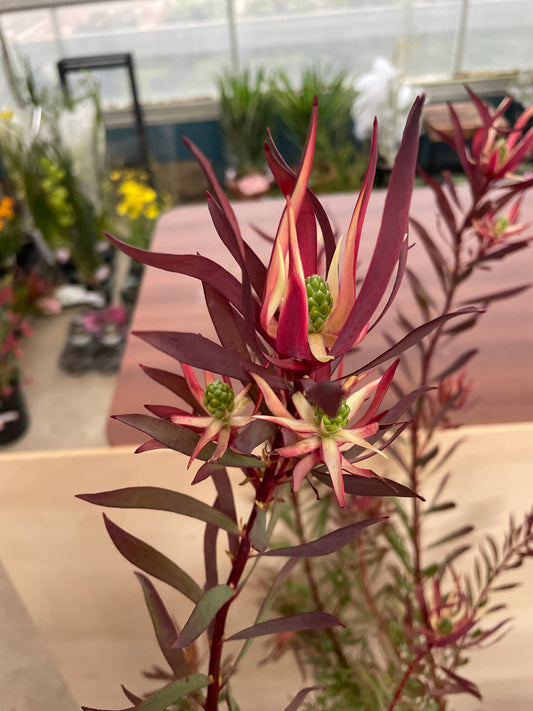 No.25006 リュウカデンドロン ジプシーレッド 7号鉢