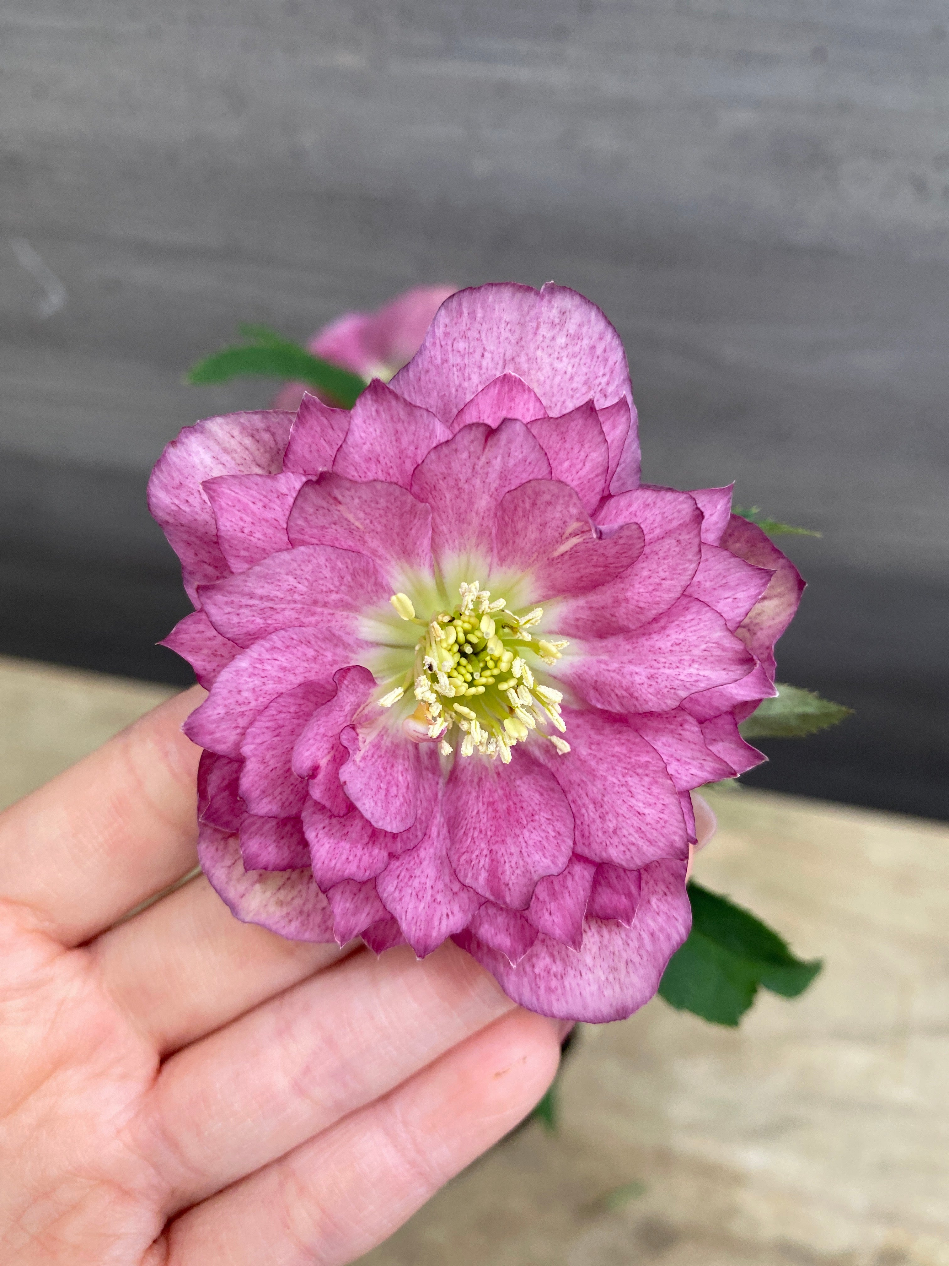 M069 クリスマスローズ 八重咲き 4号苗ポット – 植物家族