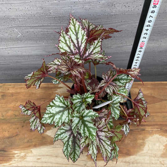 市場仕入れ即売会 No.25008 レックスベゴニア ベニトチバ 4号鉢