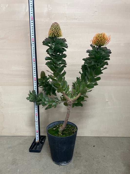 No.25011 リューコスペルマム カーニバルコースト 5号鉢