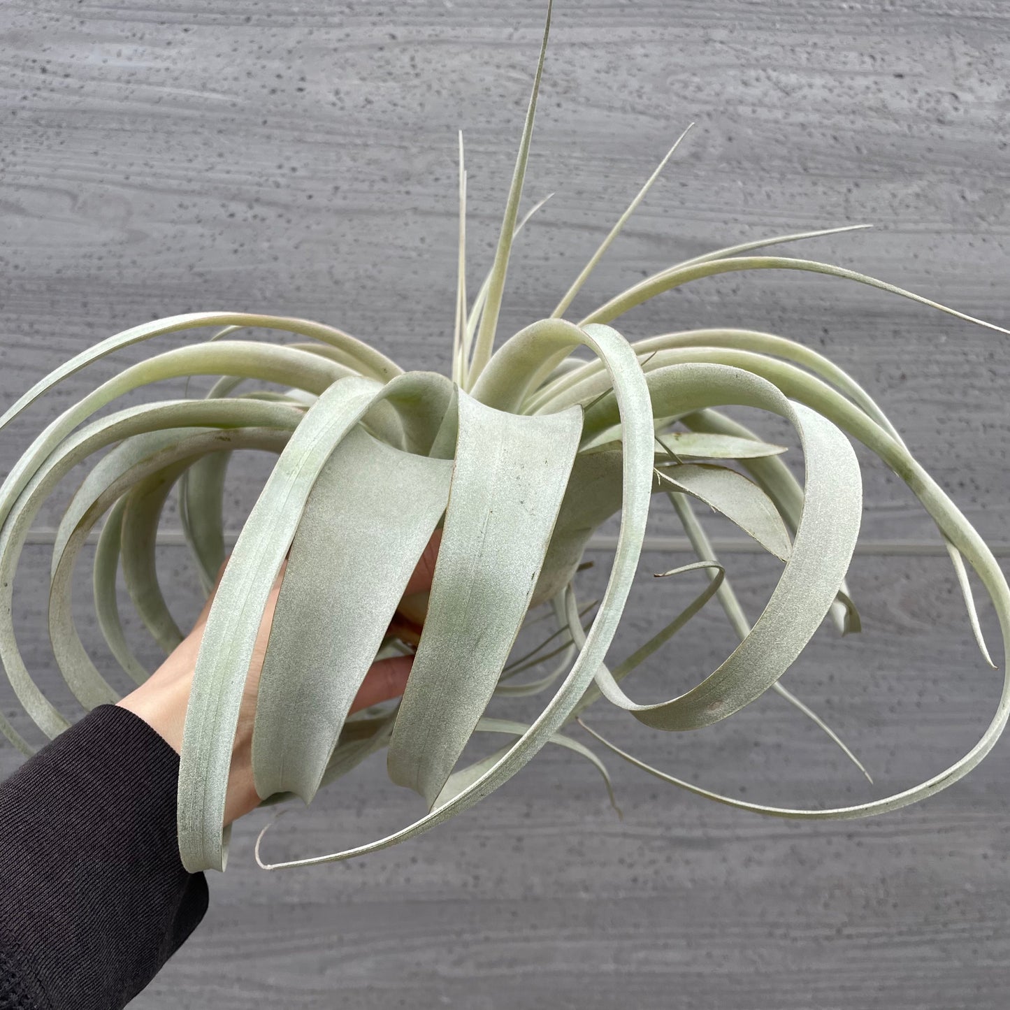 No.27004 ティランジア キセログラフィカ