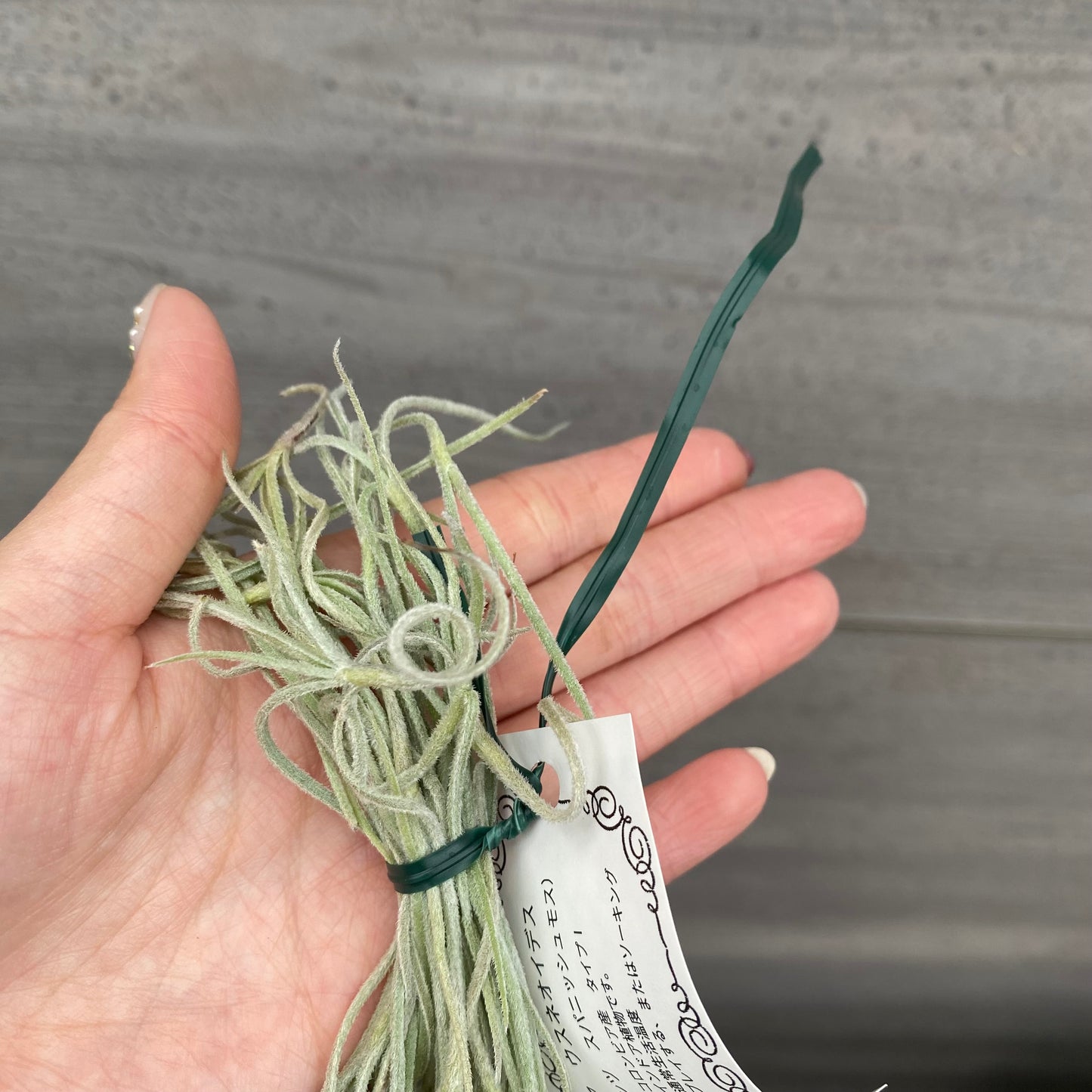 市場仕入れ即売会 No.25052 ティランジア ウスネオイデス 太葉