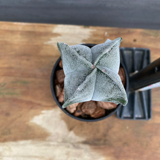 市場仕入れ即売会 No.25064 サボテン接ぎ木J 3号鉢